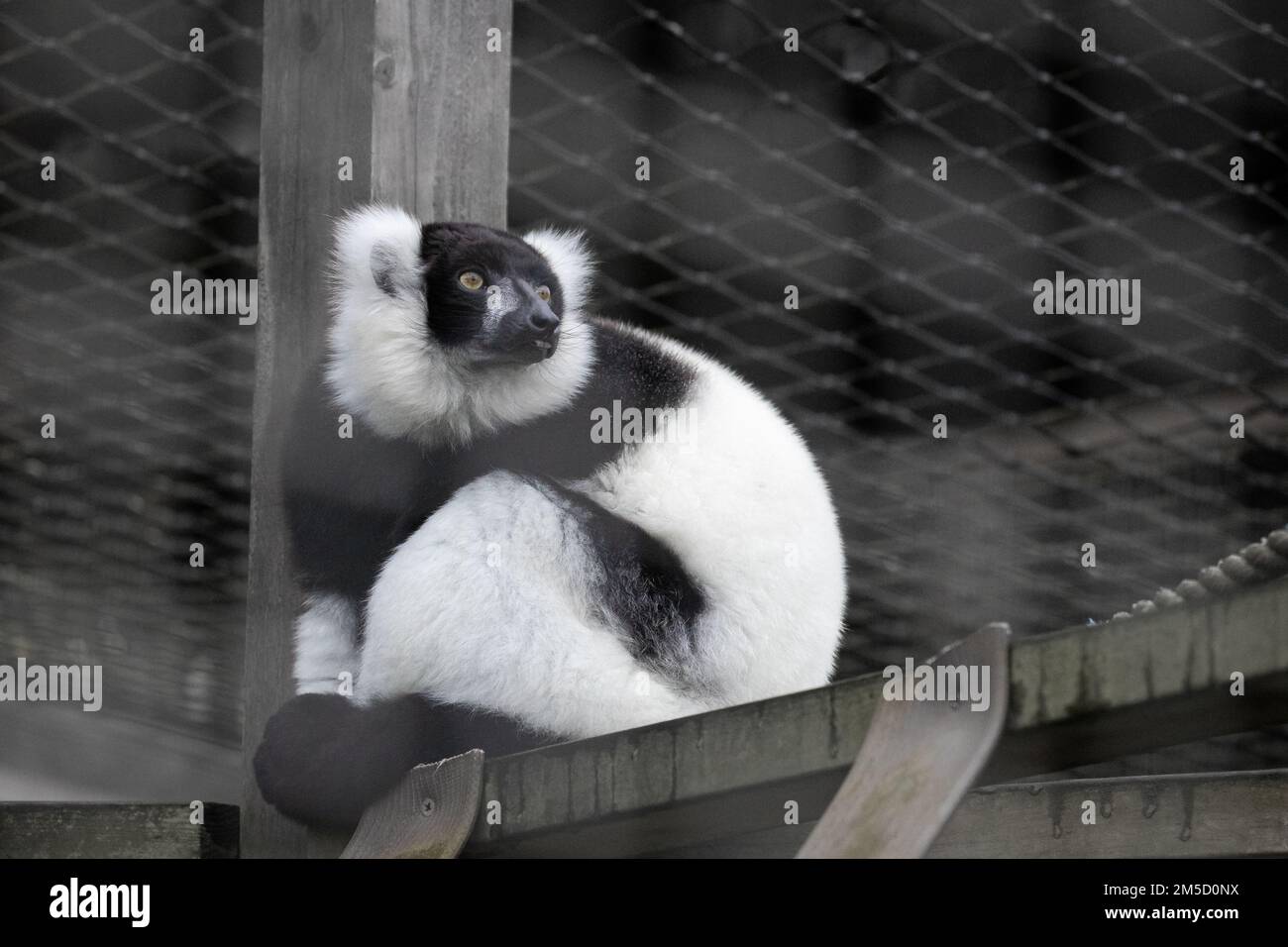 Un lemure bianco e nero con volant (Varecia variegata) siede su uno scaffale nella sua gabbia contemplando la vita. Allo zoo di Tropiquaria nel Somerset occidentale Foto Stock