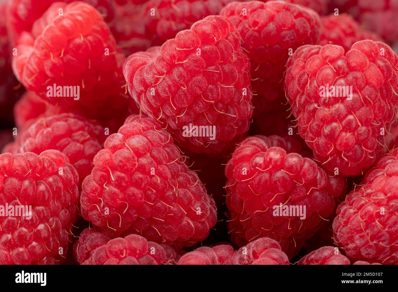Lamponi freschi e dolci di fondo. Lampone fresco biologico maturo. Mazzo di lamponi rosa rosso. vista dall'alto, foto macro ravvicinata Foto Stock