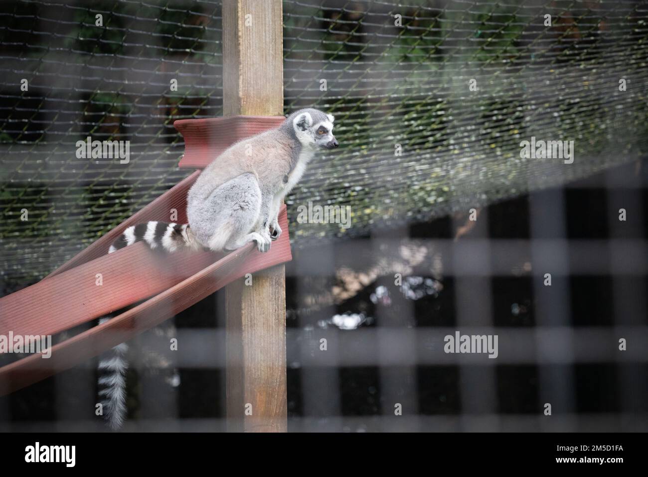Uno dei lemuri dalla coda ad anello (Lemur catta) allo zoo di Tropiquaria nel Somerset, siede e guarda Foto Stock