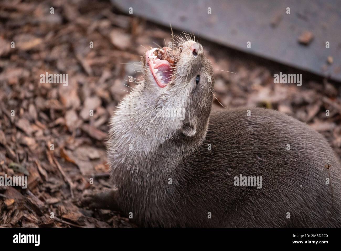 La lontra corta asiatica (Aonyx cinereus) non è sempre la più carina quando si mastica sui pesci nel suo recinto allo zoo di Tropiquaria, Somerset occidentale Foto Stock