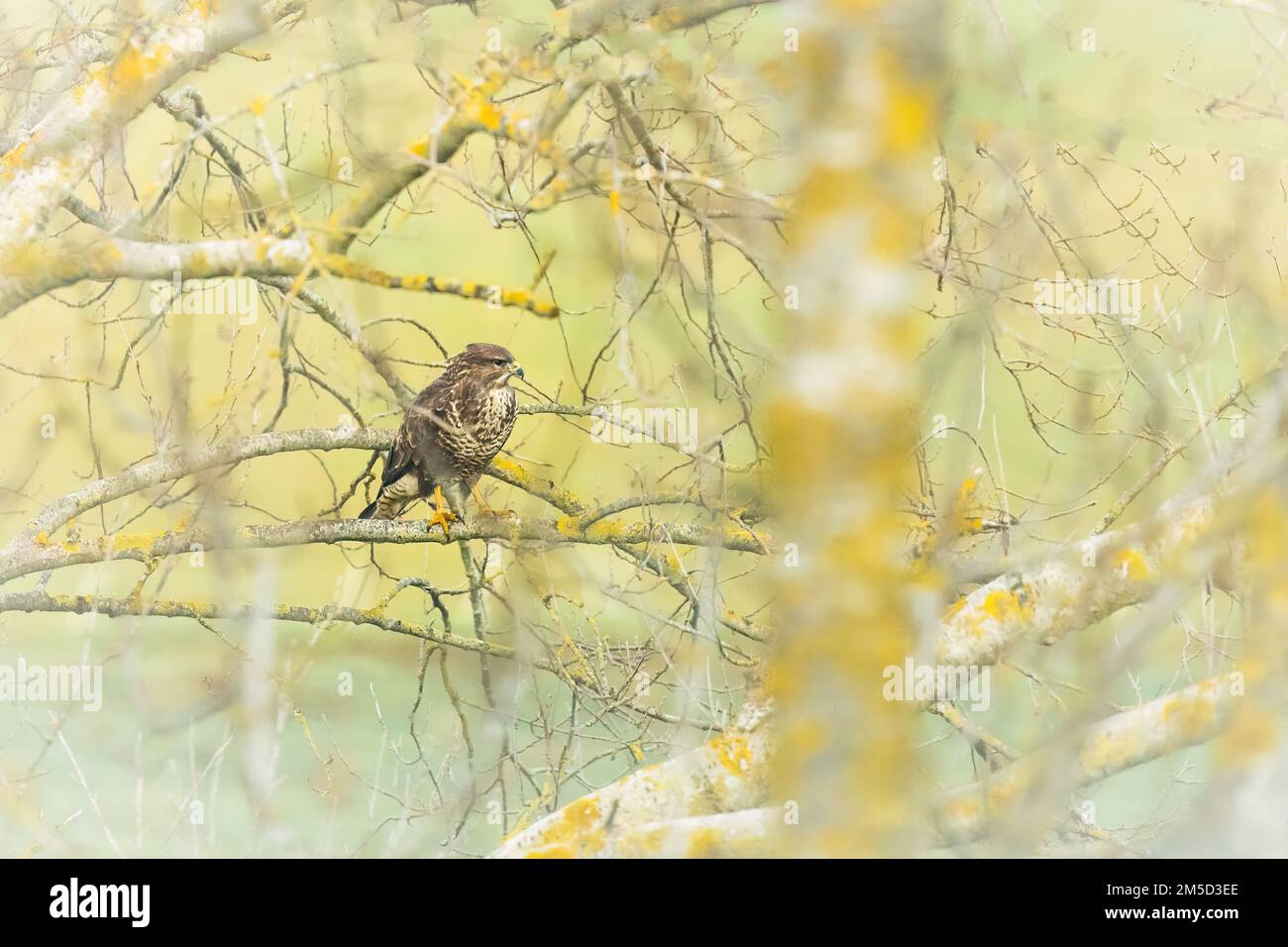 La poiana comune utilizza l'albero come punto di vista sui campi circostanti alla ricerca di cibo. Preso a Watchet, Somerset occidentale Foto Stock