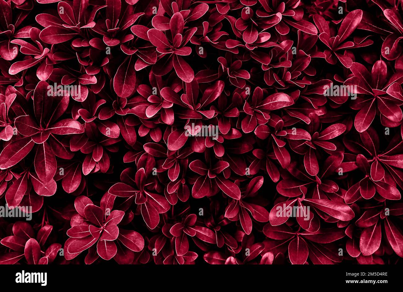 Perfetto naturale fresco foglie modello sfondo naturale. Immagine colorata in color magenta trendy dell'anno 2023. Sensazione di buio e di malessere. Vista dall'alto. Spazio di copia. Foto Stock