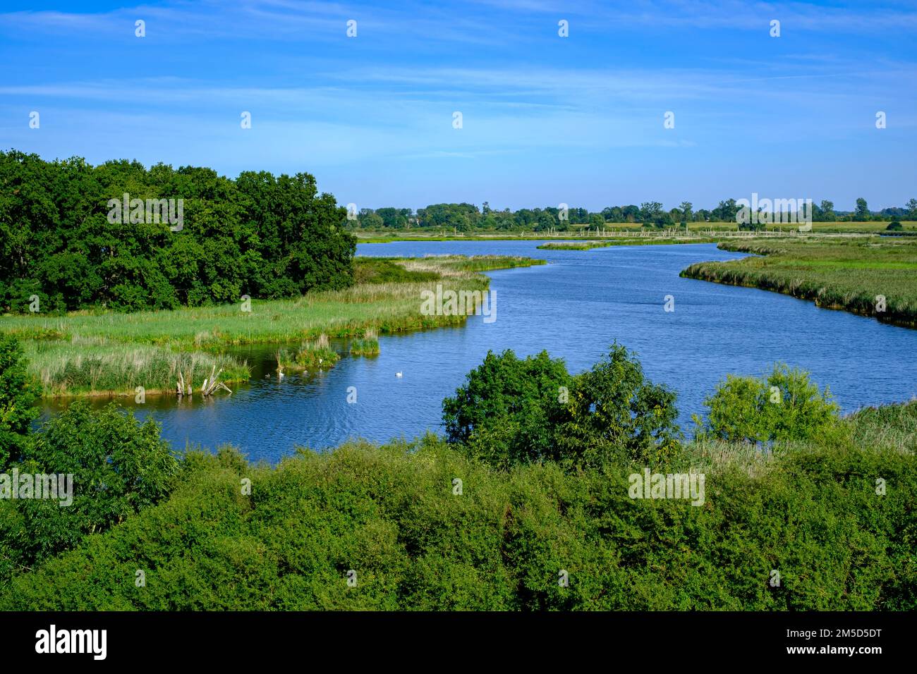 Paesaggio fluviale del meandro fiume Peene nella valle di Peene vicino Randow, città anseatica di Demmin, Meclemburgo-Pomerania occidentale, Germania. Foto Stock