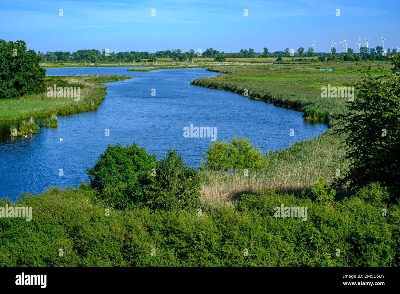 Paesaggio fluviale del meandro fiume Peene nella valle di Peene vicino Randow, città anseatica di Demmin, Meclemburgo-Pomerania occidentale, Germania. Foto Stock