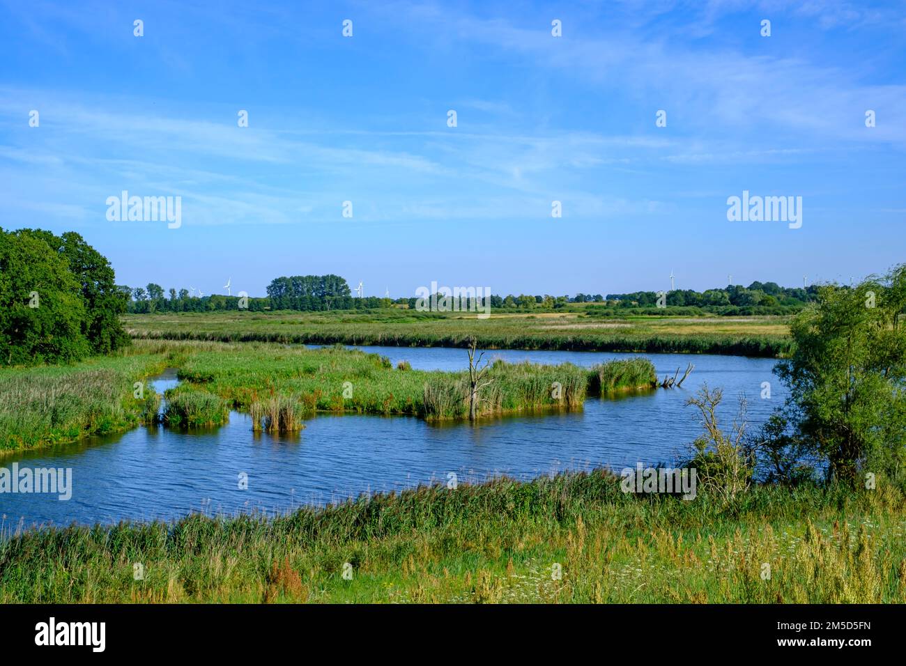 Paesaggio fluviale del meandro fiume Peene nella valle di Peene vicino Randow, città anseatica di Demmin, Meclemburgo-Pomerania occidentale, Germania. Foto Stock