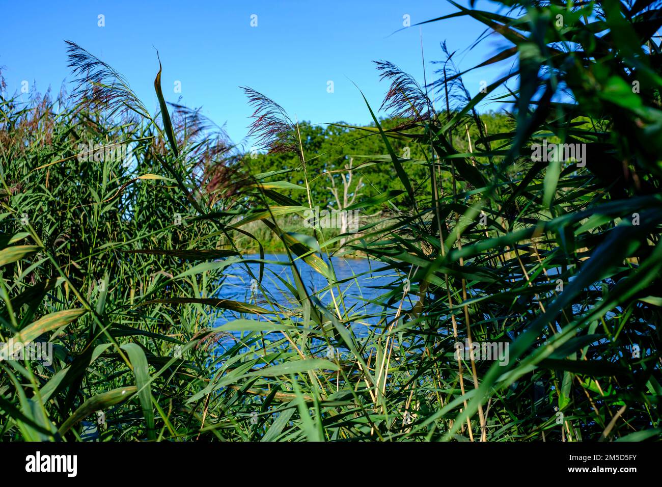 Paesaggio fluviale del meandro fiume Peene nella valle di Peene vicino Randow, città anseatica di Demmin, Meclemburgo-Pomerania occidentale, Germania. Foto Stock