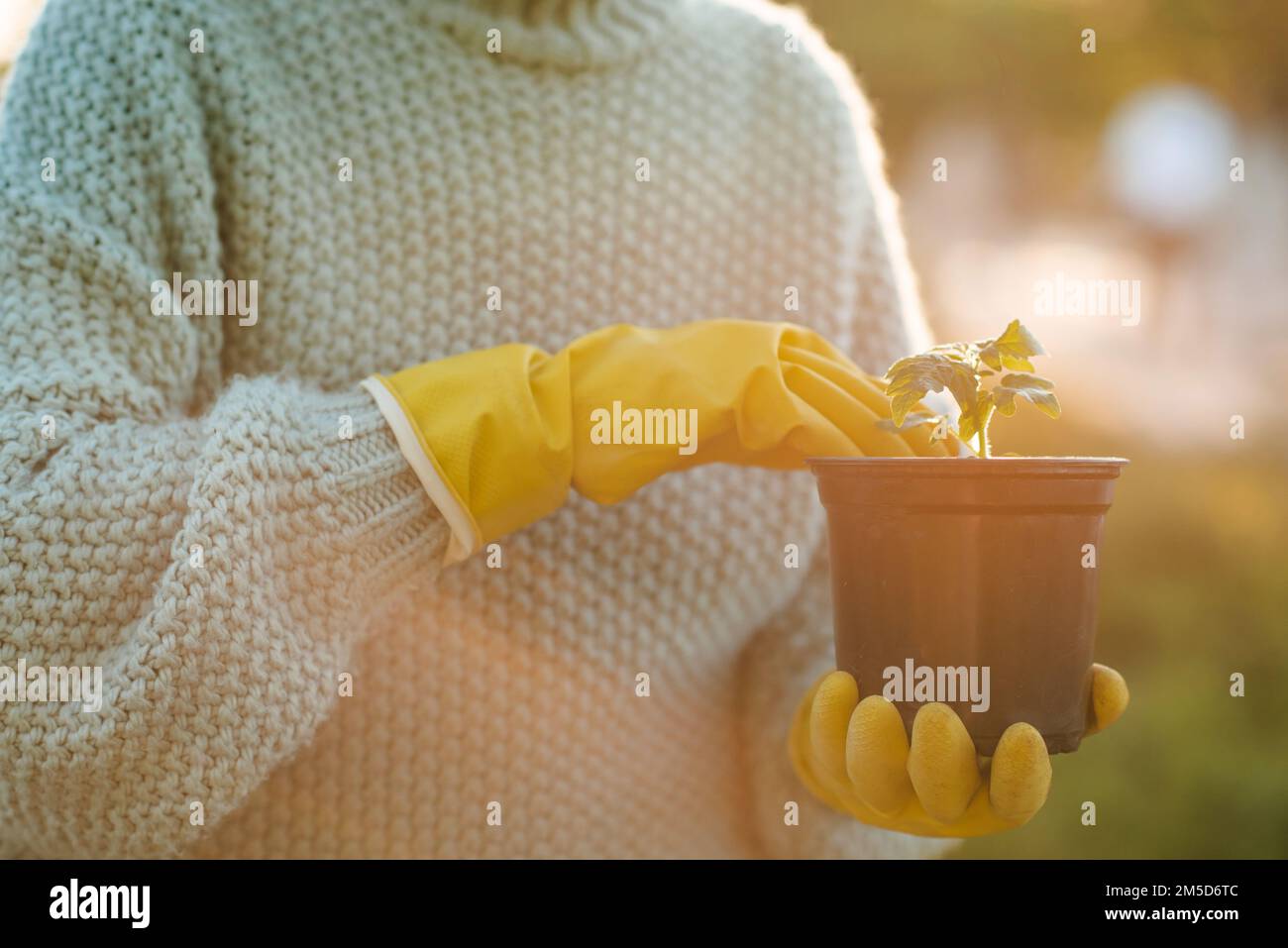 Donna che tiene germogli di pomodoro verde in mano in vaso di fiori nero indossando guanti di gomma gialla su sfondo naturale. Trapianto di pianta. Foto Stock
