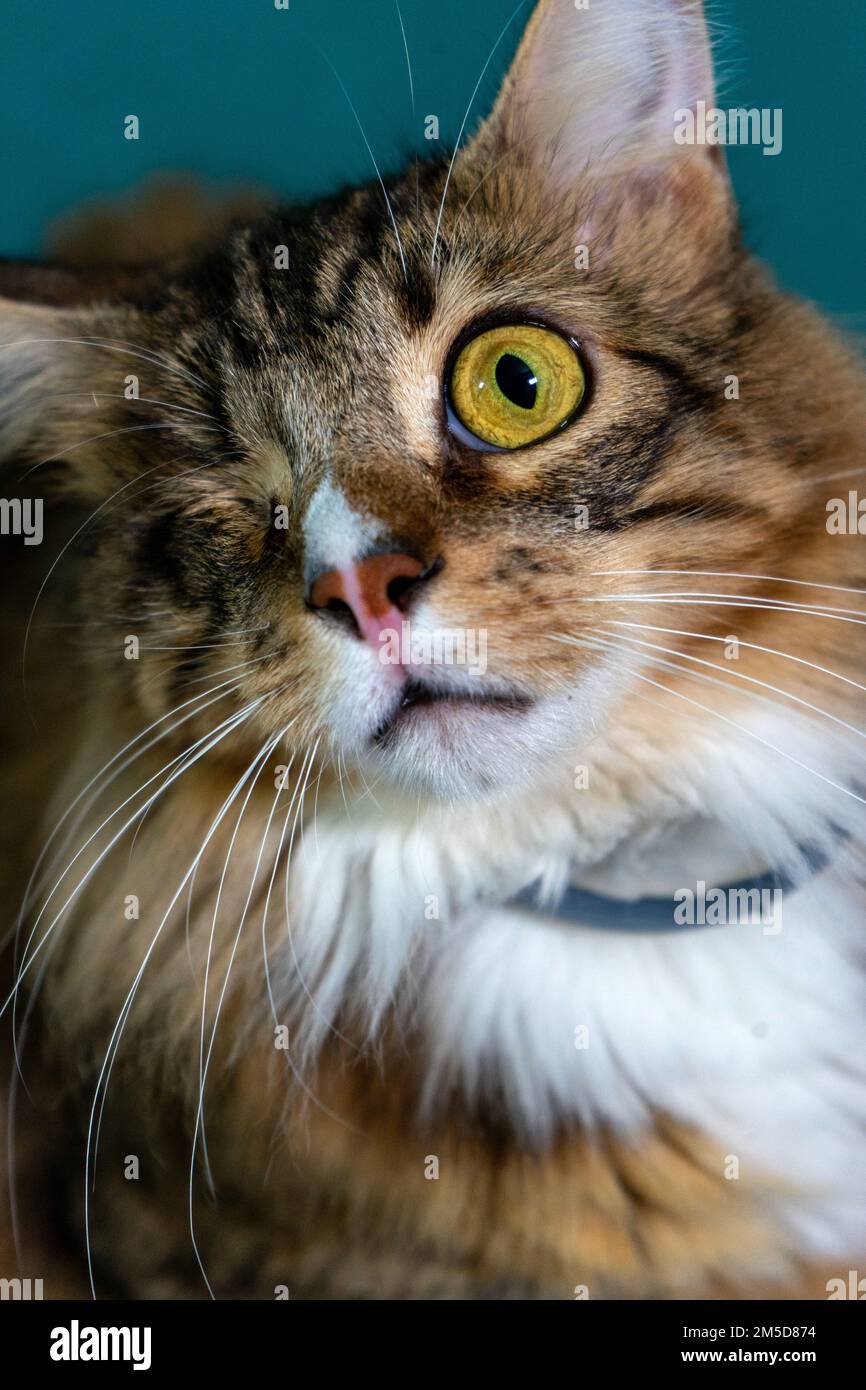 Gatto con un solo occhio, ma così carino Foto Stock