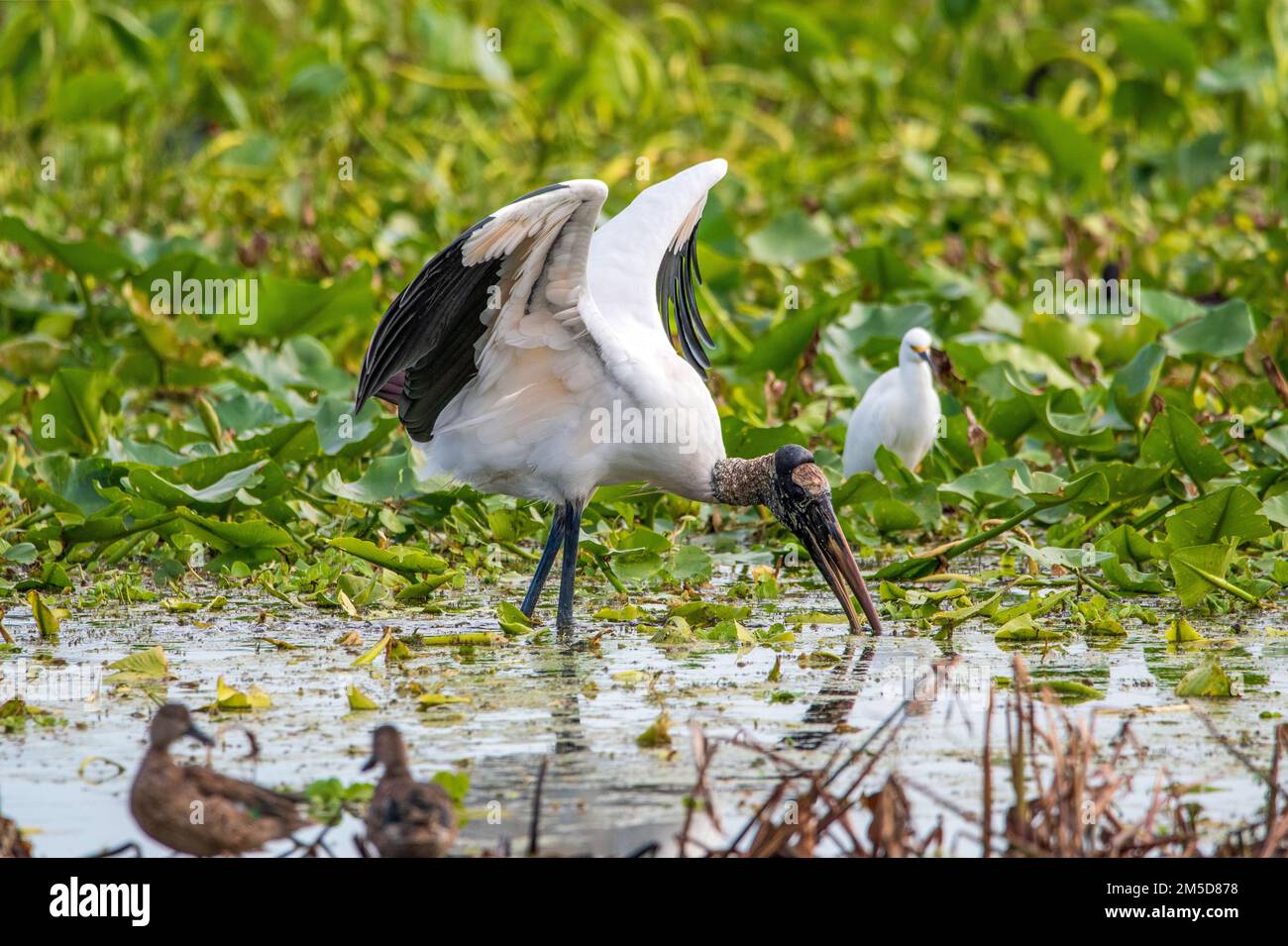 Cicogna di legno in una palude della Florida. Foto Stock