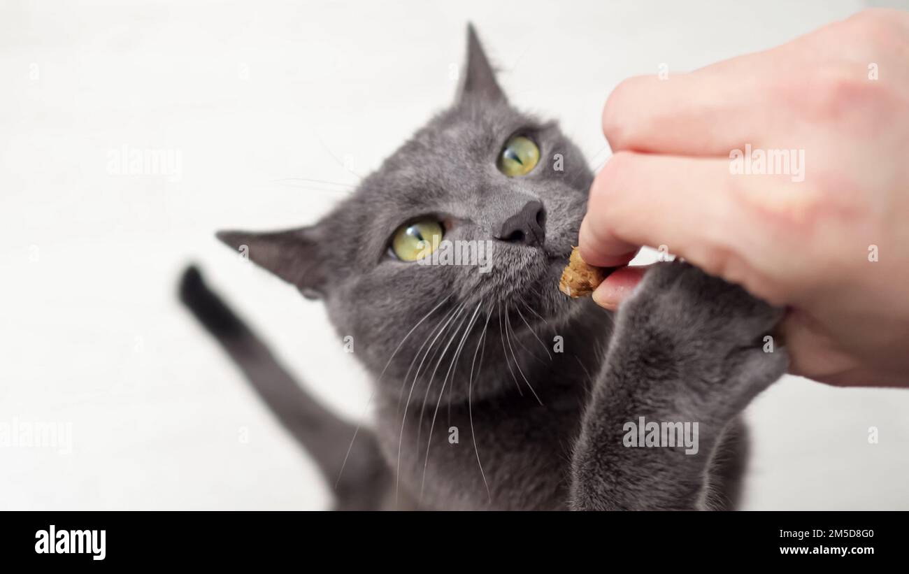 Gatto domestico nero corre al proprietario prendendo cibo gustoso dalla mano Foto Stock