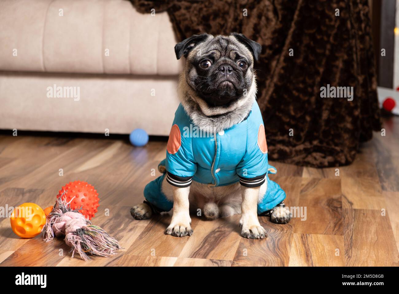 Un piccolo pug divertente si siede vicino ai suoi giocattoli. Giocattoli e vestiti per cani, negozio di animali domestici. Foto Stock