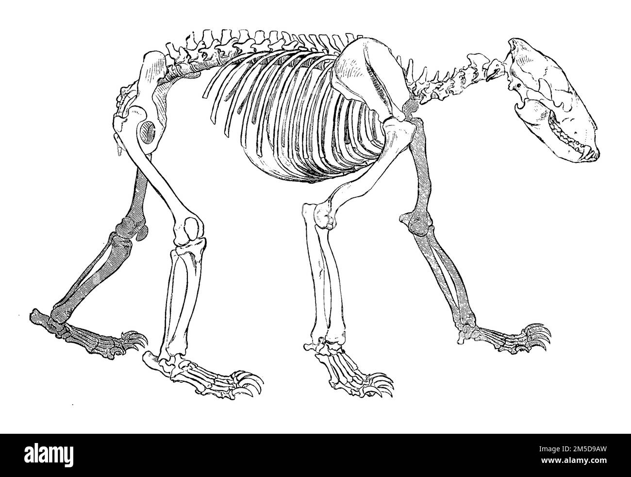 Skelett eines Braunbär, Ursus arctos / Skeleton di un orso bruno, Ursus arctos, Historisch, restaurierte digitale Reproduktion einer Originalvorlage aus dem 19. Jahrhundert, genaues Originalatum nicht bekannt / riproduzione storica, digitale migliorata di un originale del 19th ° secolo Foto Stock