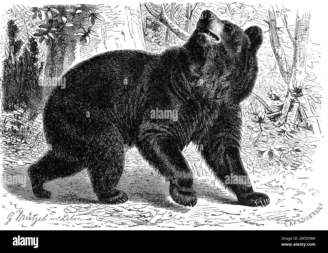 L'amerikanische Schwarzbär, Ursus americanus, auch Baribal genannt, ist eine in Nordamerika lebende Raubtierart aus der Familie der Bären, Ursus americanus, detto anche baribal, è una specie di predatore della famiglia degli orsi che vive in Nord America, Historiisch, restauria digitale Redungerung aus 19. Jahrhundert, genaues Originalatum nicht bekannt / riproduzione storica, digitale migliorata di un originale del 19th ° secolo Foto Stock