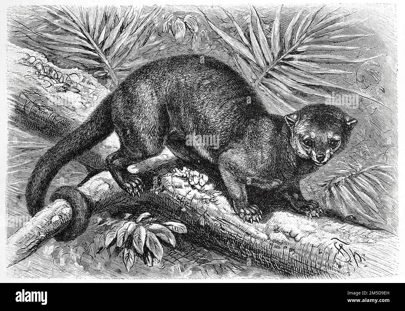 Wickelbär, Potos flavus, manchmal auch Honigbär genannt, ist eine in Mittel- und Südamerika lebende Art der Kleinbären / The Kinkajou, Potos flavus, un mammifero tropicale della famiglia Procionidae, Historisch, restaurierte digitale Reproduktion einer Originalvorlage aus dem 19. Jahrhundert, genaues Originalatum nicht bekannt / riproduzione storica, digitale migliorata di un originale del 19th ° secolo Foto Stock