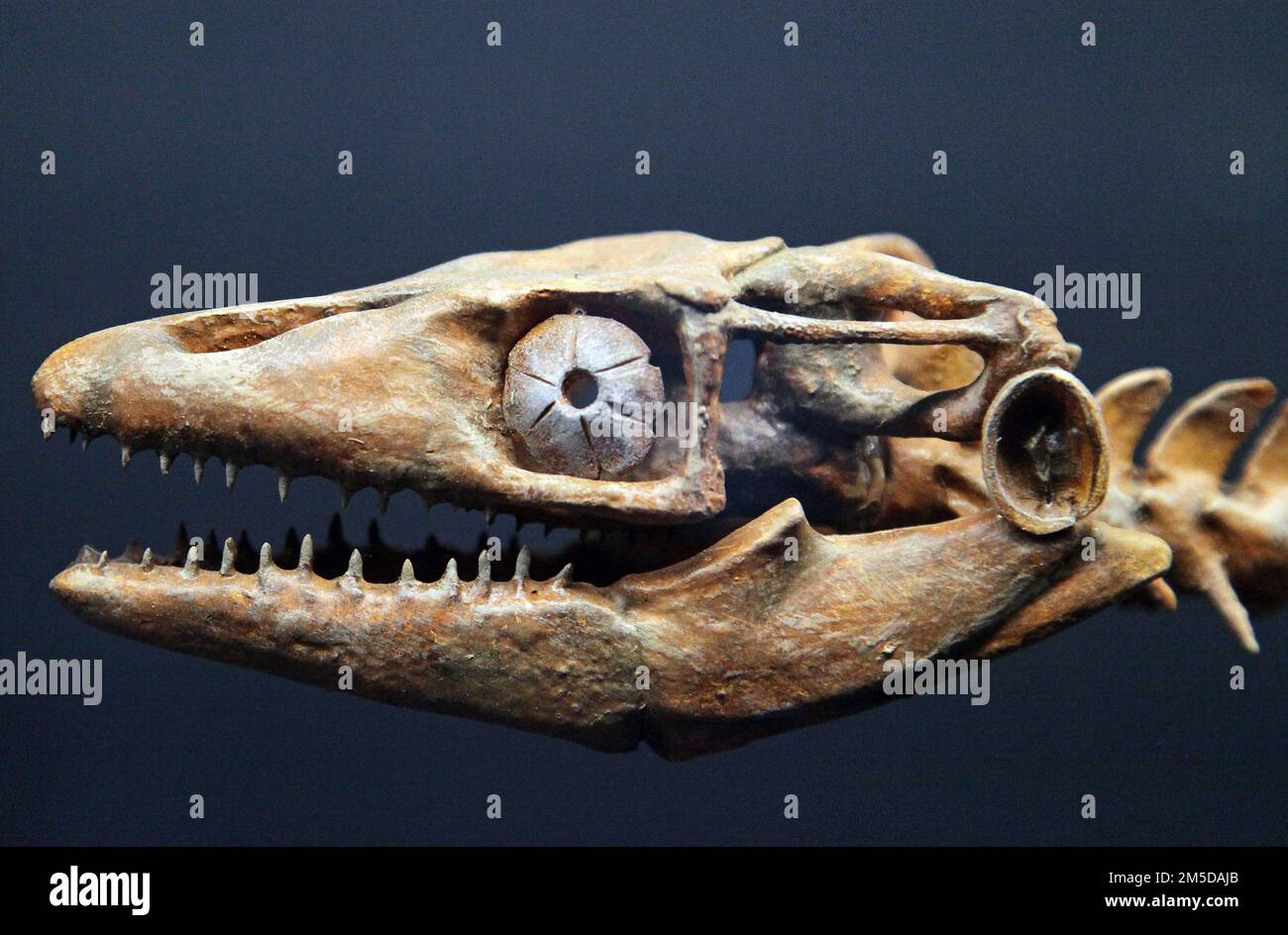 Mosasaur Fossil.Dutch Plioplatecarpus cranio.genere di mosasaur lizard.IT vissuto nel tardo Cretaceo periodo 73-68 mya. Foto Stock