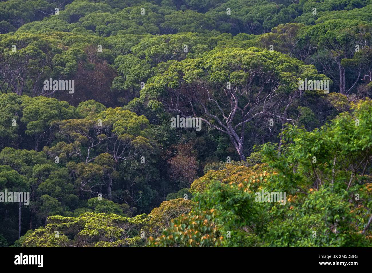 Vista panoramica della foresta pluviale Sinharaja in Sri Lanka Foto Stock