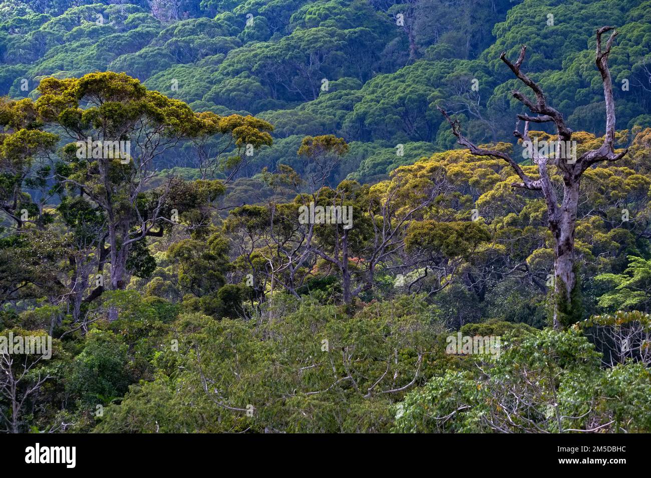 Vista panoramica della foresta pluviale Sinharaja in Sri Lanka Foto Stock