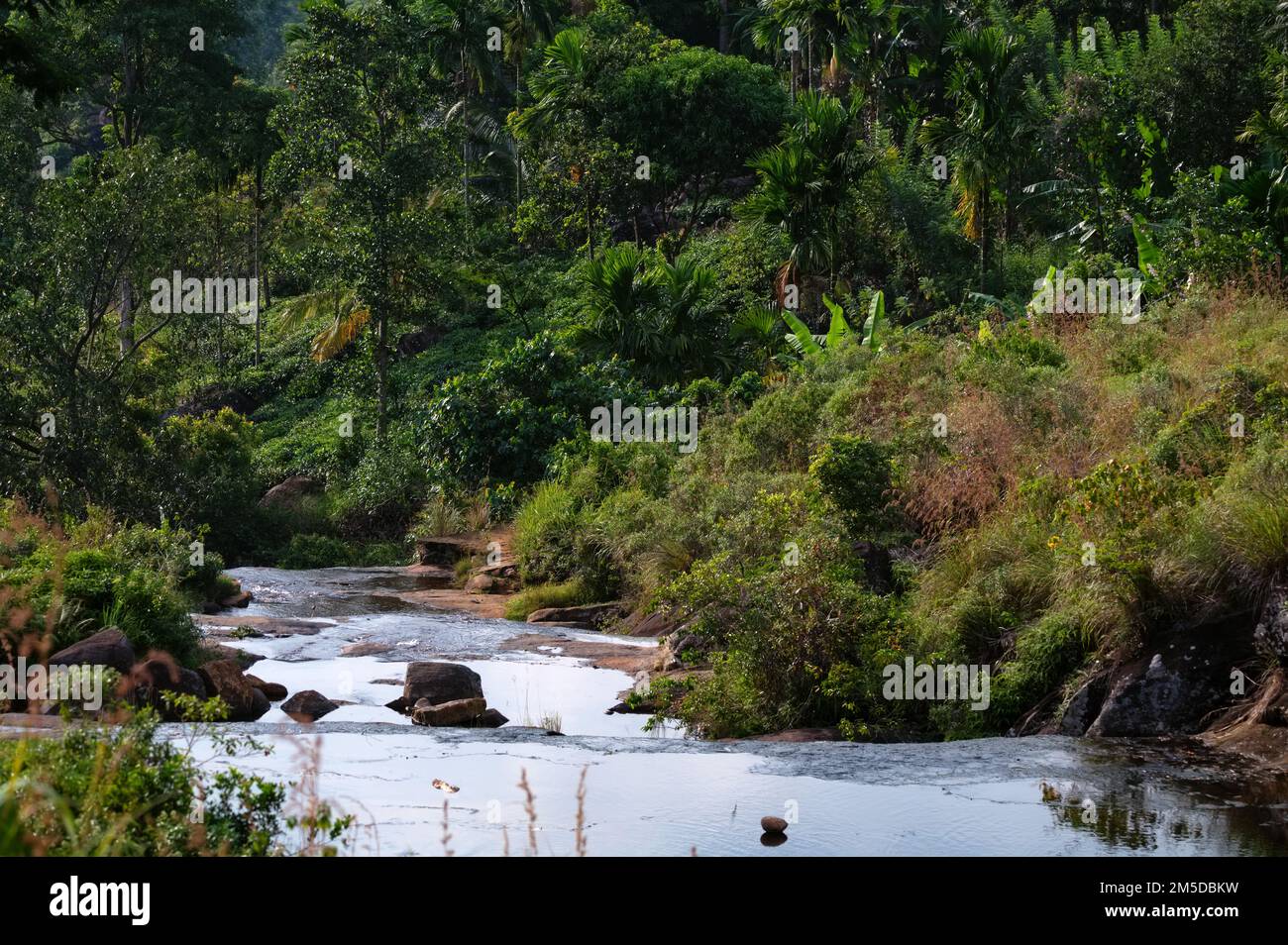 Vista panoramica della foresta pluviale Sinharaja in Sri Lanka Foto Stock