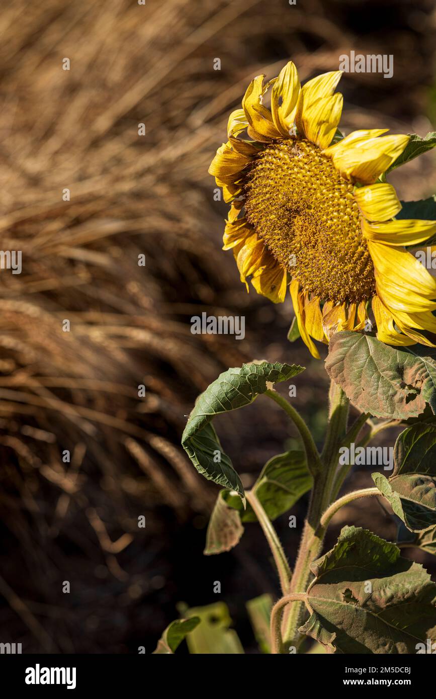 Testa di girasole coperta di polvere dopo un vento di calima a San Jose de Los Llanos, El Tanque, Tenerife, Isole Canarie, Spagna Foto Stock