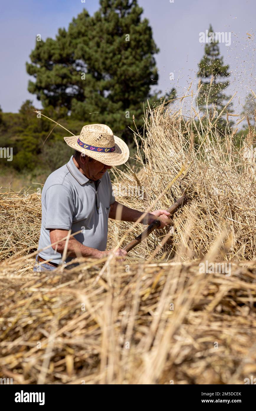 Uomini e donne gettano il mais raccolto sul cerchio di trebbiatura in preparazione per l'inizio della trebbiatura, giorno di trebbiatura, dia de la trilla al Eco Foto Stock