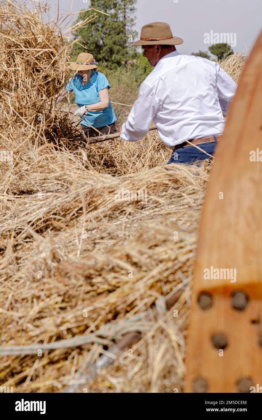 Uomini e donne gettano il mais raccolto sul cerchio di trebbiatura in preparazione per l'inizio della trebbiatura, giorno di trebbiatura, dia de la trilla al Eco Foto Stock
