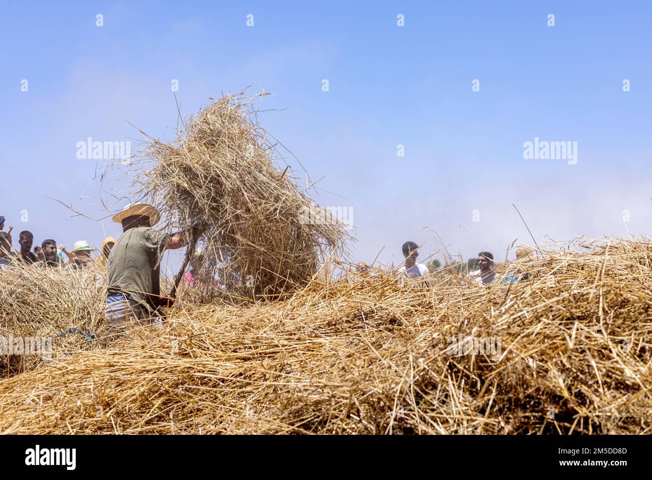Uomini e donne gettano il mais raccolto sul cerchio di trebbiatura in preparazione per l'inizio della trebbiatura, giorno di trebbiatura, dia de la trilla al Eco Foto Stock