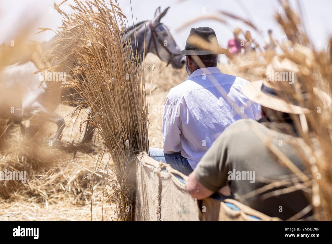 Guardando gli animali che trebbono il mais al giorno della trebbiatura, dia de la trilla all'Ecomuseo a San Jose de Los Llanos, El Tanque, Tenerife, Canarie Foto Stock