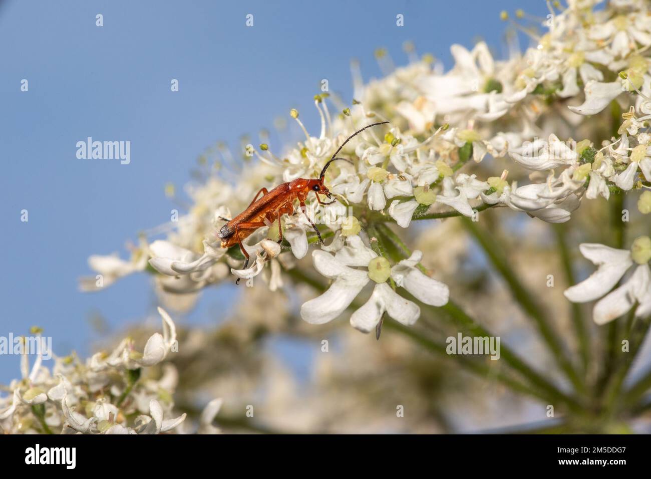 Comune Red Soldier Beetle (Rhagonycha fulva), adulto su Hogweed (Heracleum sphondylium) Flowerhead, West Midlands, Inghilterra, luglio. Foto Stock