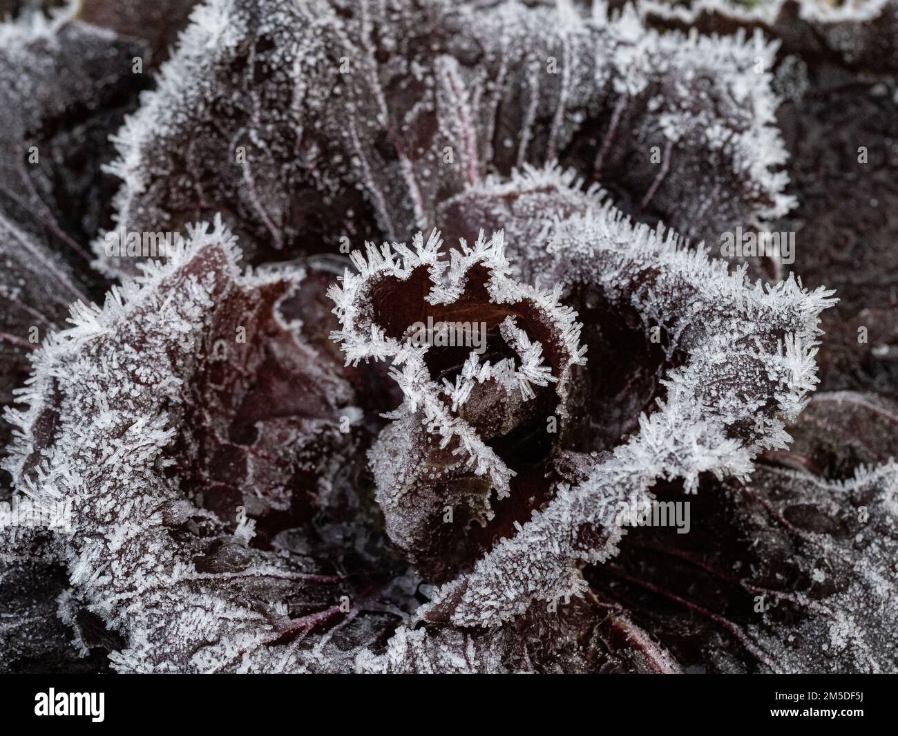 Cristalli di ghiaccio lungo i bordi delle foglie rosso scuro di un radicchio. Foto Stock