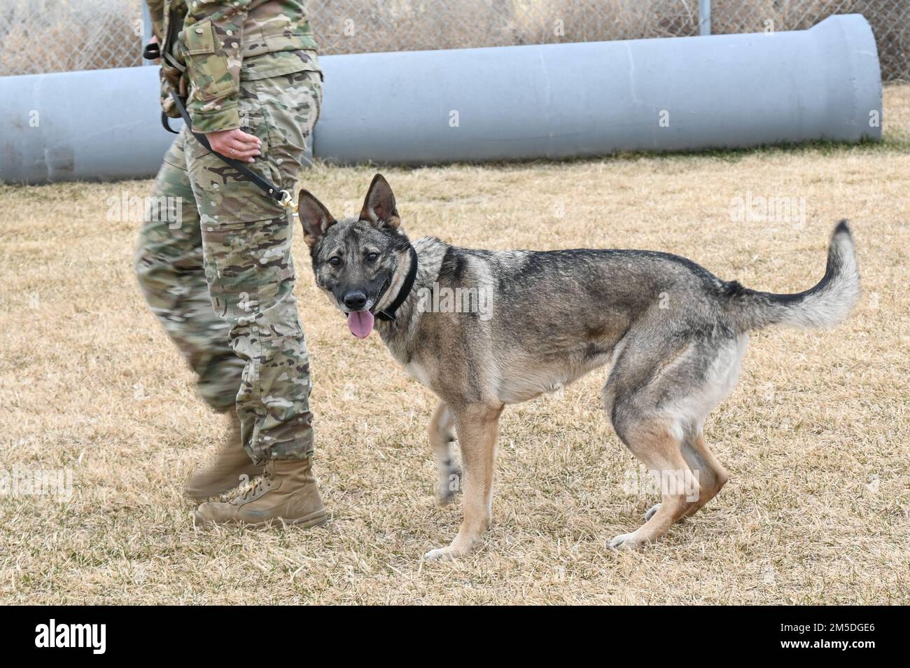 Il cane militare Artyi cammina accanto al suo gestore, Senior Airman Amelia Williams, 75th Security Forces Squadron, durante l'addestramento del 4 marzo 2022, alla base dell'aeronautica di Hill, Utah. Artyi, un cane di rilevamento esplosivo di pattuglia, è una nuova aggiunta al canile K-9 di Hill, essendo recentemente arrivato dal programma di lavoro militare cane presso la Joint base di San Antonio-Lackland, Texas. Foto Stock