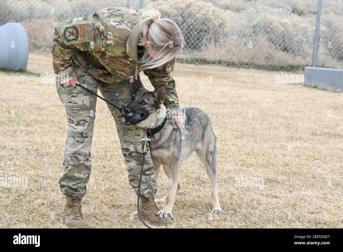 Il cane da lavoro militare Artyi riceve una ricompensa dal suo gestore, Senior Airman Amelia Williams, 75th Security Forces Squadron, per aver seguito i comandi durante l'addestramento del 4 marzo 2022 alla base dell'aeronautica militare di Hill, Utah. Artyi, un cane di rilevamento esplosivo di pattuglia, è una nuova aggiunta al canile K-9 di Hill, essendo recentemente arrivato dal programma di lavoro militare cane presso la Joint base di San Antonio-Lackland, Texas. Foto Stock