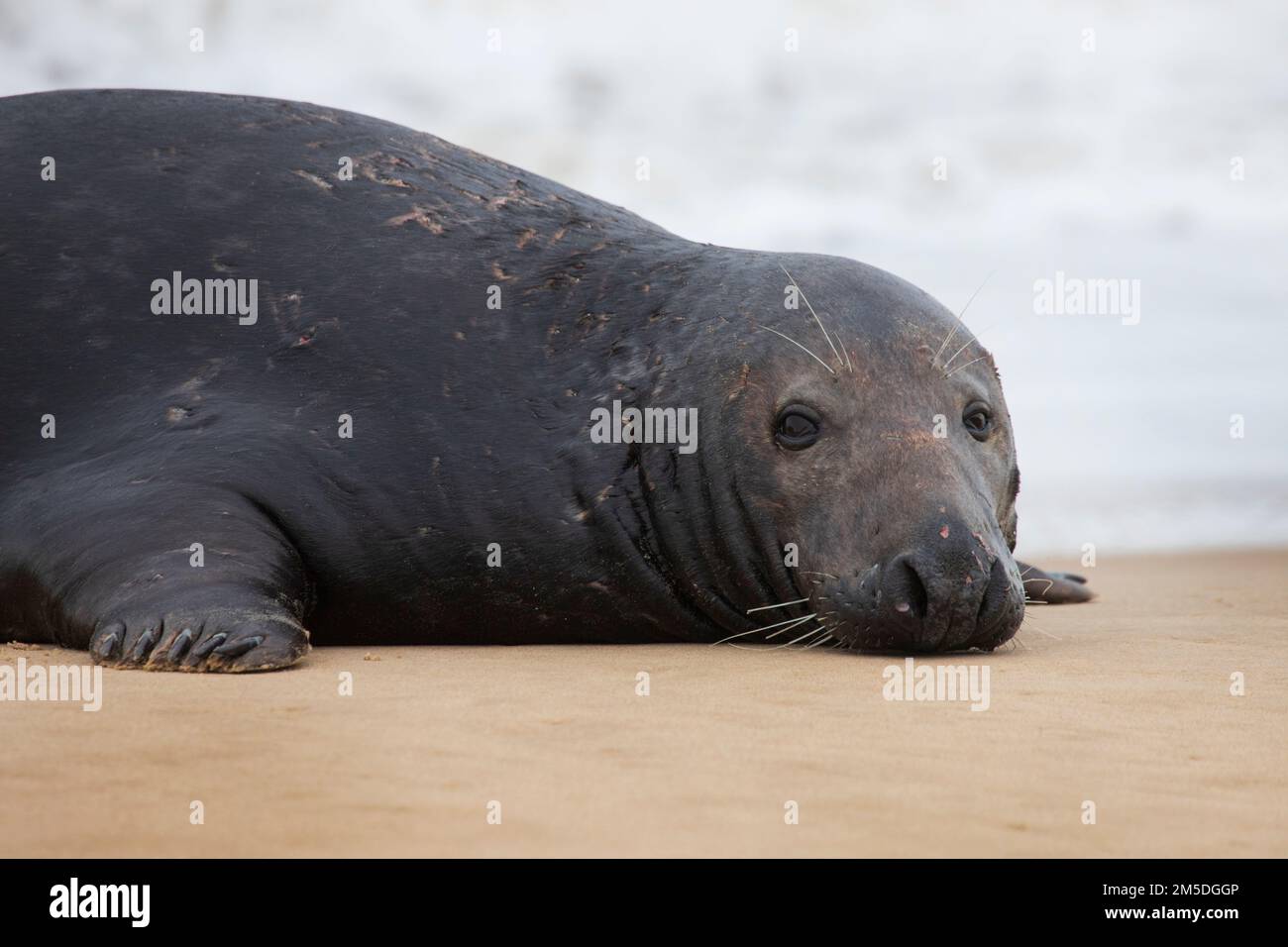 Atlantic Grey foca nel surf a Waxham Beach a Norfolk, Regno Unito, dicembre 2022 Foto Stock
