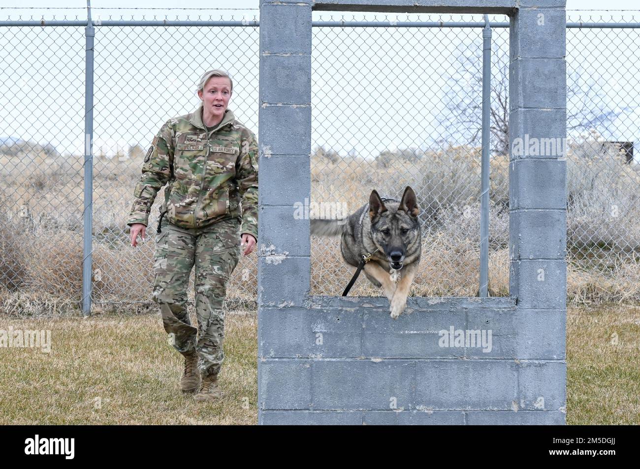 Il cane da lavoro militare Artyi corre attraverso un percorso a ostacoli con il suo gestore, Senior Airman Amelia Williams, 75th Security Forces Squadron, durante l'addestramento del 4 marzo 2022, presso la base dell'aeronautica di Hill, Utah. Artyi, un cane di rilevamento esplosivo di pattuglia, è una nuova aggiunta al canile K-9 di Hill, essendo recentemente arrivato dal programma di lavoro militare cane presso la Joint base di San Antonio-Lackland, Texas. Foto Stock