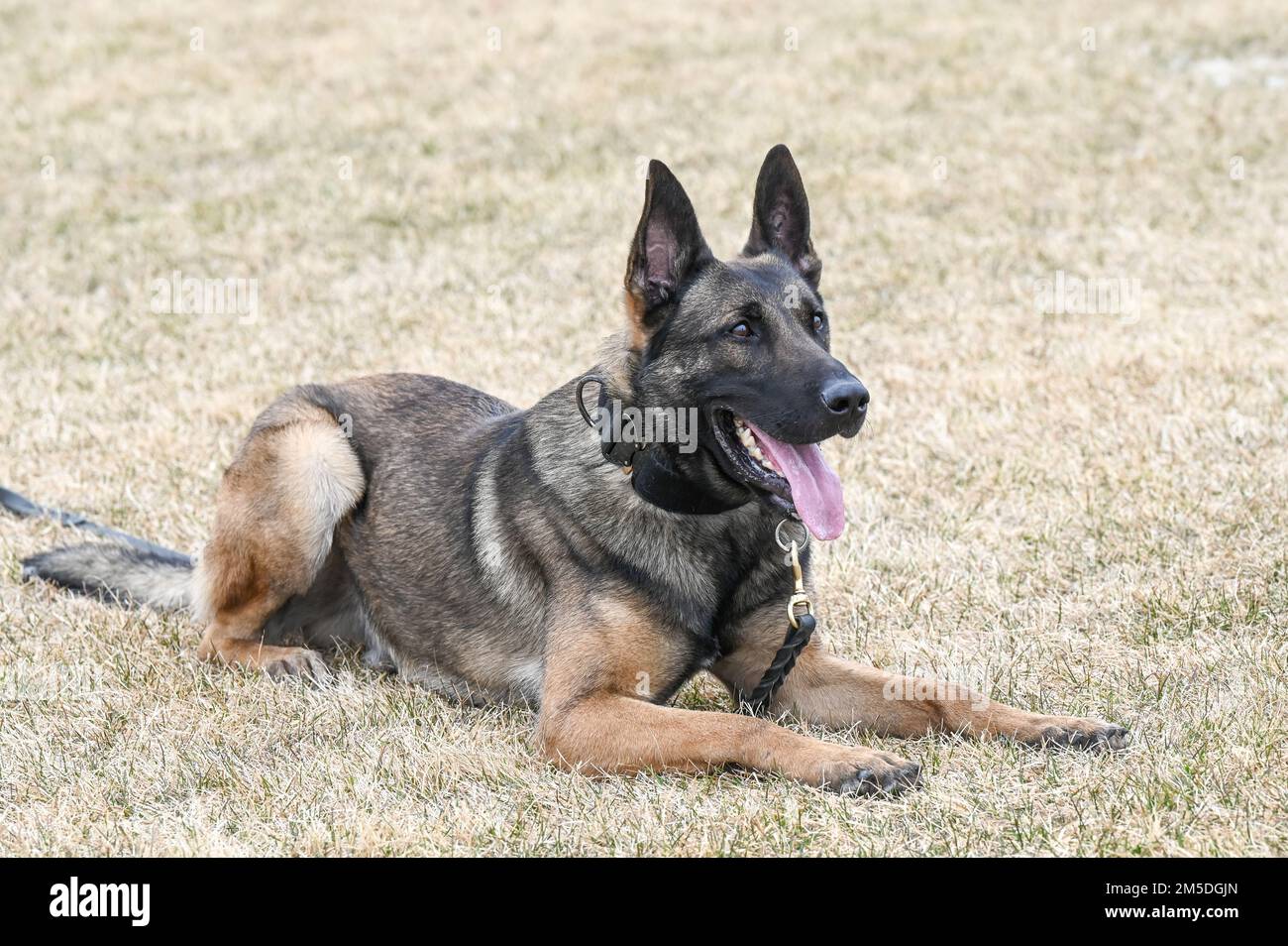 Il cane militare Bak attende un comando dal suo gestore, il personale Sgt. Ricardo Roque, 75th forze di sicurezza Squadron, durante l'addestramento del 4 marzo 2022, alla base dell'aeronautica di Hill, Utah. Bak, un cane di rilevamento esplosivo di pattuglia, è una nuova aggiunta al canile K-9 di Hill, essendo recentemente arrivato dal programma di lavoro militare cane presso la base comune di San Antonio-Lackland, Texas. Foto Stock