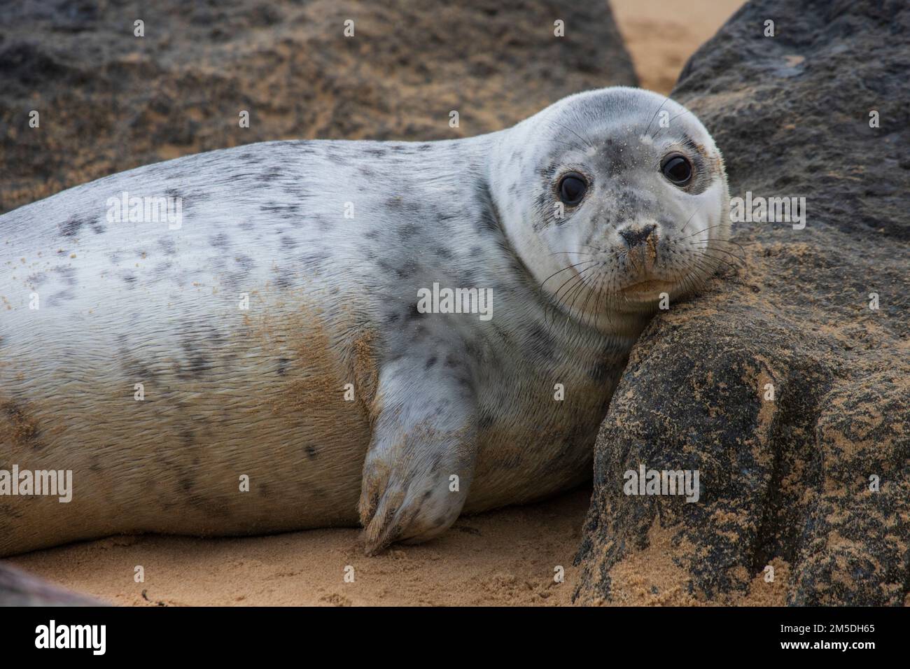 Cucciolo di foca grigio Atlantico del bambino a Waxham Beach a Norfolk, Regno Unito Foto Stock