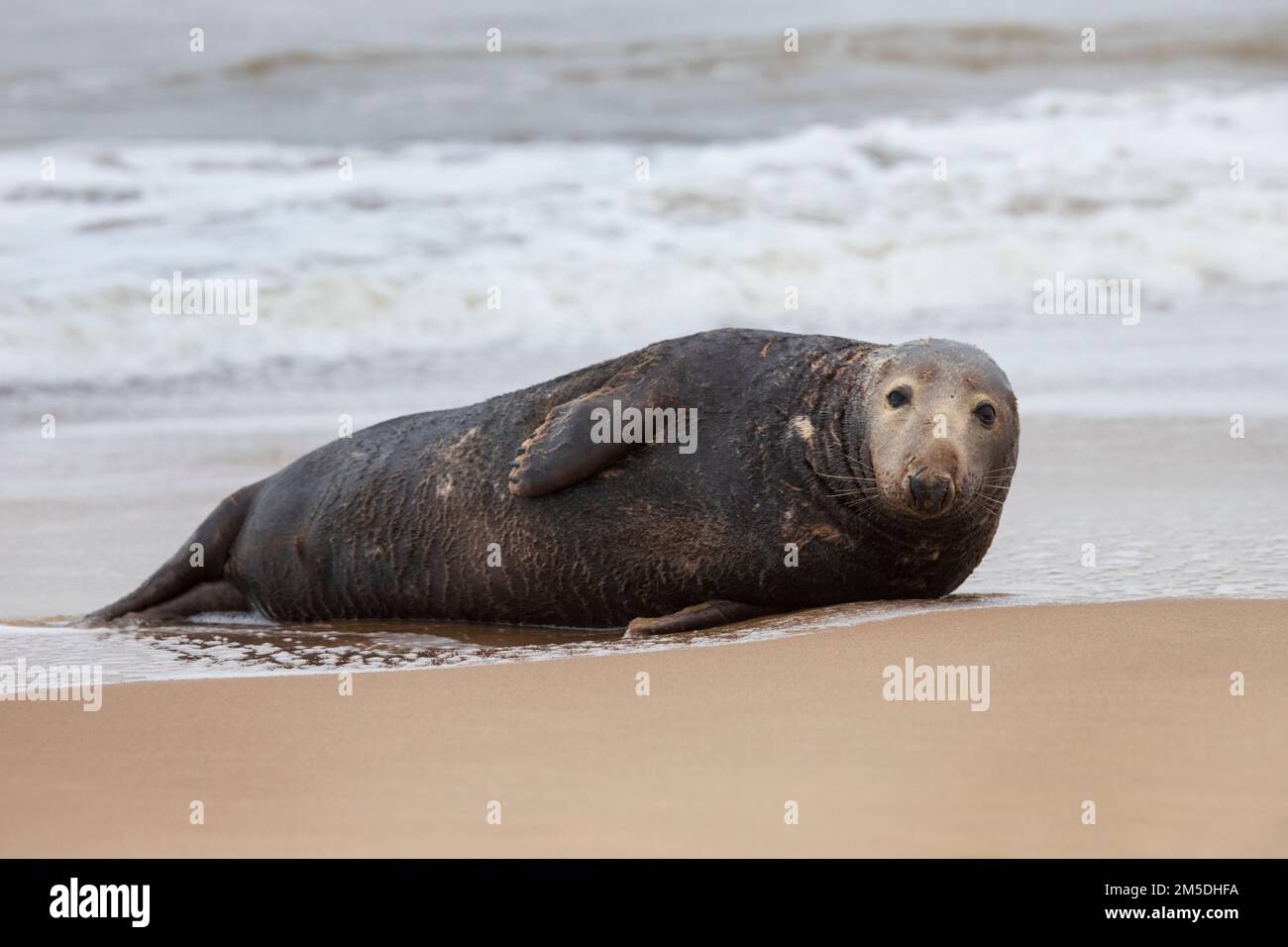 Atlantic Grey foca nel surf a Waxham Beach a Norfolk, Regno Unito, dicembre 2022 Foto Stock
