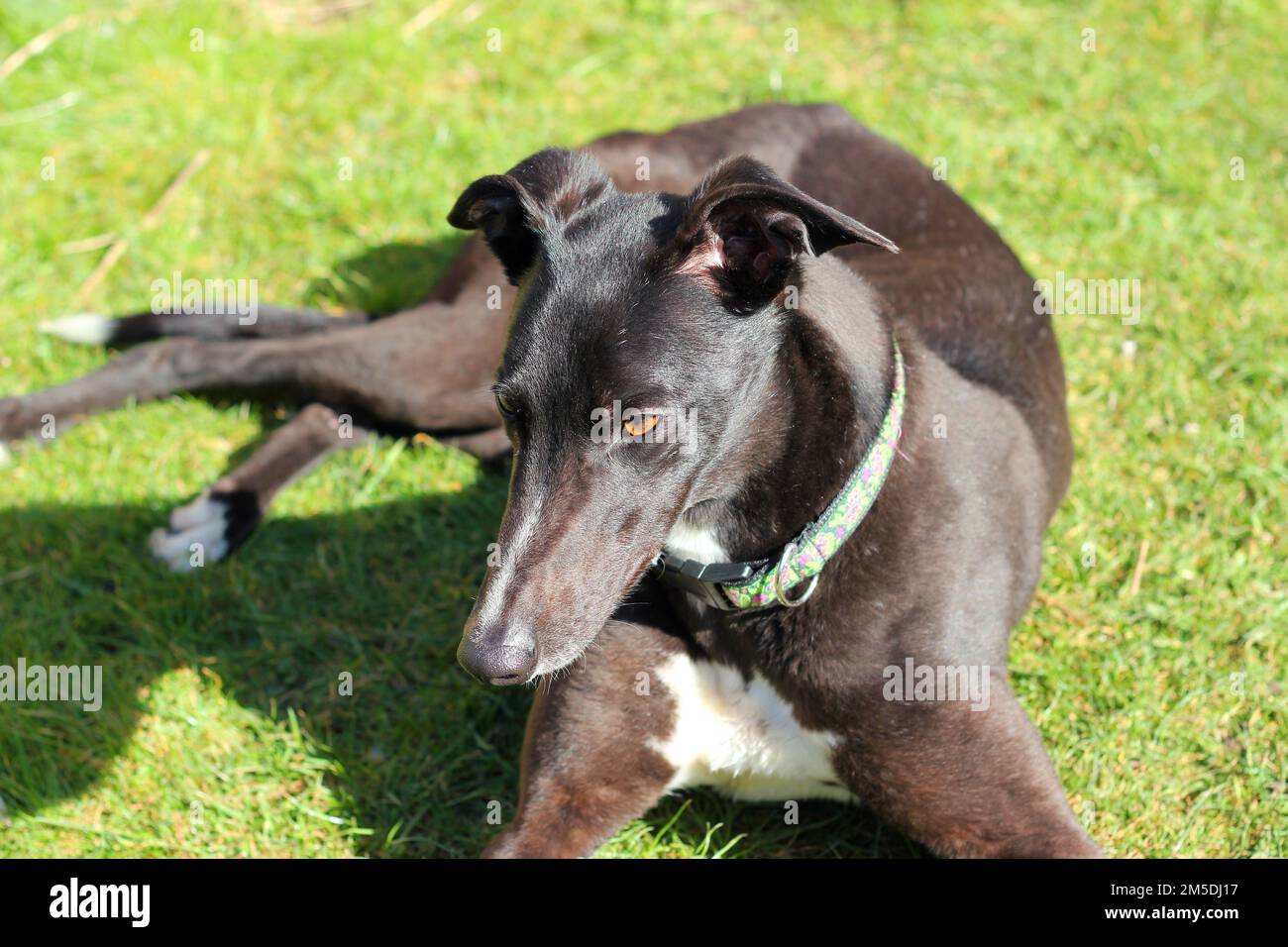 Un cane levriero nero. Cane da corsa. Foto Stock