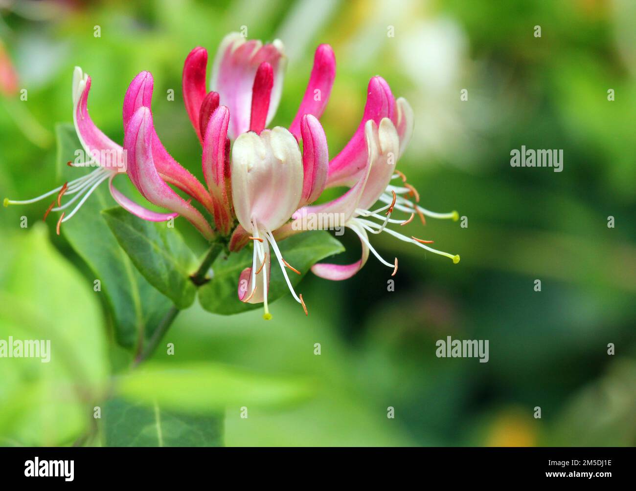 Primo piano di un fiore di Honeysuckle (Lonicera) Foto Stock