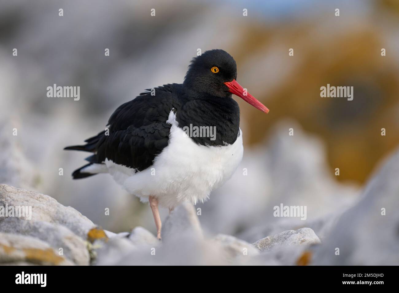 Magellanic Oystercatcher (Haematopus leucopodus) sulla costa dell'Isola delle carcasse nelle Isole Falkland. Foto Stock