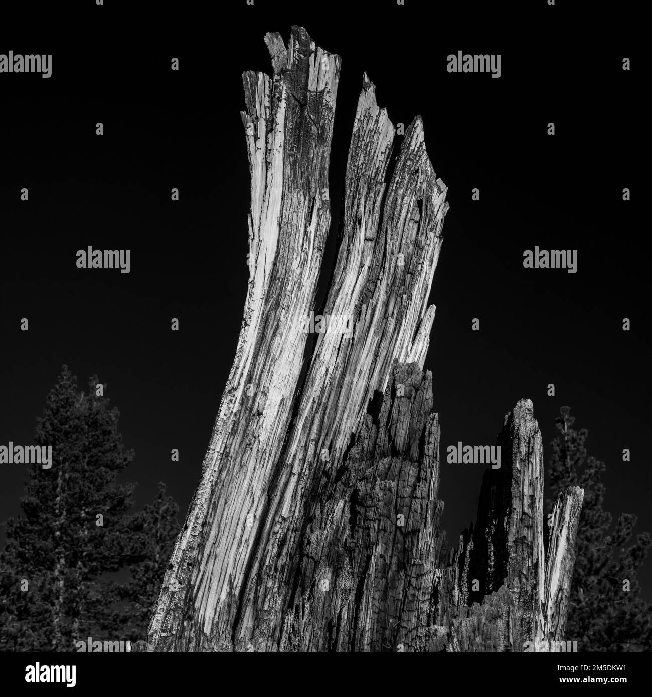 Old Tree Stump si contrappone al Dark Black Sky con effetti ad alto contrasto Foto Stock