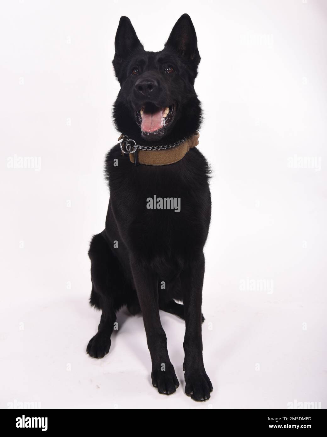 STATI UNITI Air Force Military Working Dog Aghi, 17th Security Forces, posa per una foto alla Goodfellow Air Force base, Texas, 14 marzo 2022. Aghi è un pastore tedesco di 4 anni che ha stazionato a Goodfellow per più di un anno. Circa 2.000 cani servono in tutti i rami dell'esercito statunitense. Foto Stock