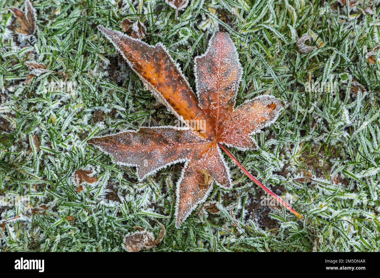 Natur, Jahreszeiten, Herbst, Herbstfaerbung, Winter, Kaelte