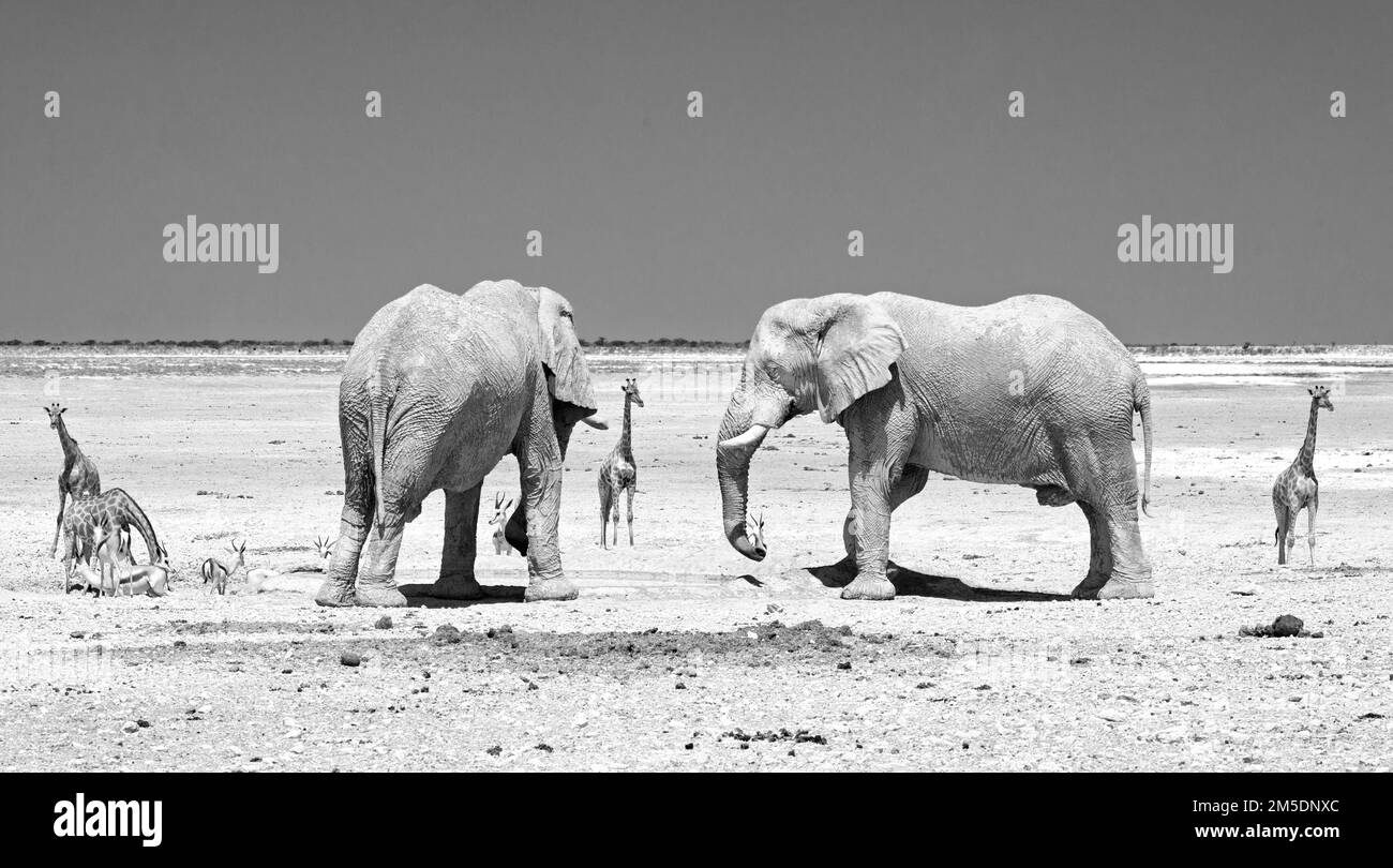 Panorama del Parco Nazionale di Etosha con elefanti e giraffe in bianco e nero Foto Stock