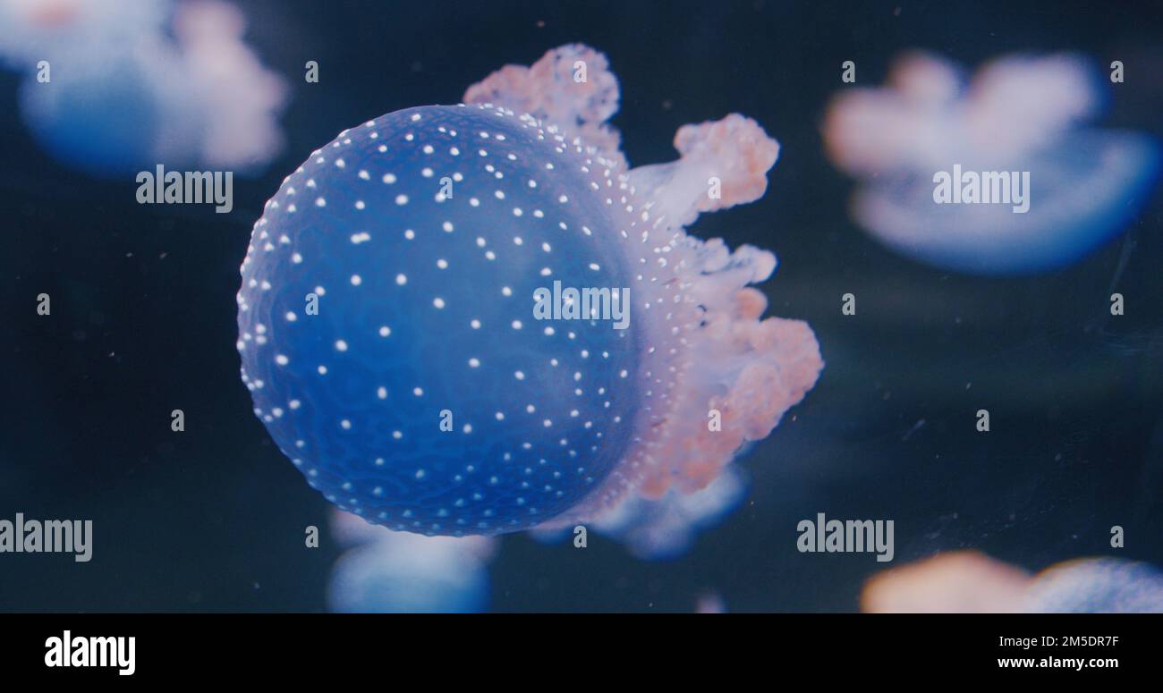 Meduse nuotare nelle acque del Mar Mediterraneo, Pelagia noctiluca. Colore come un cielo stellato in una notte buia. Foto Stock