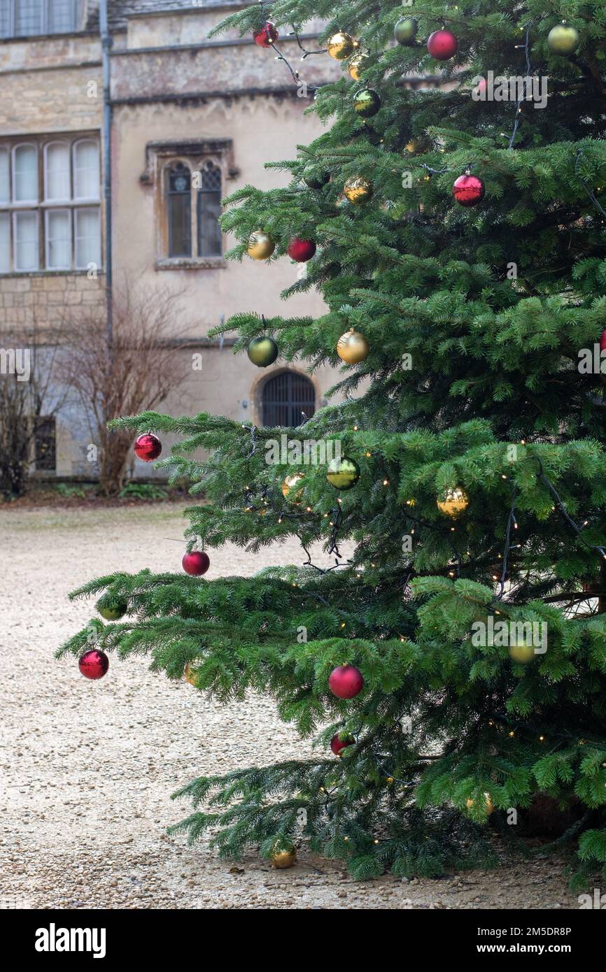 Albero di Natale nei chiostri del vecchio edificio Tudor, Lacock Abbey, Lacock, Inghilterra, Regno Unito. Foto Stock