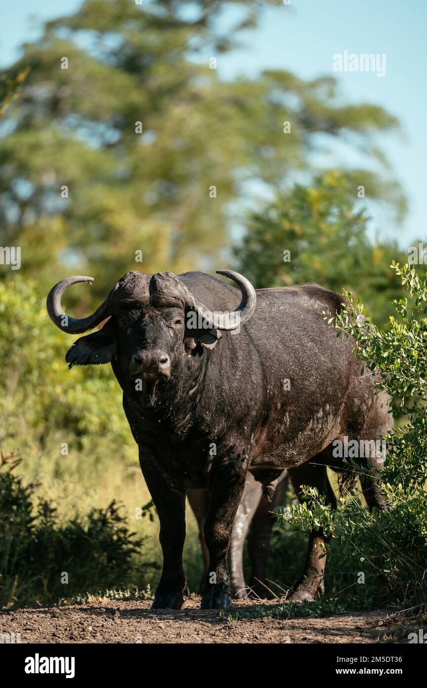 Cape Buffalo, Riserva Naturale privata di Timbavati, Parco Nazionale di Kruger, Sudafrica Foto Stock