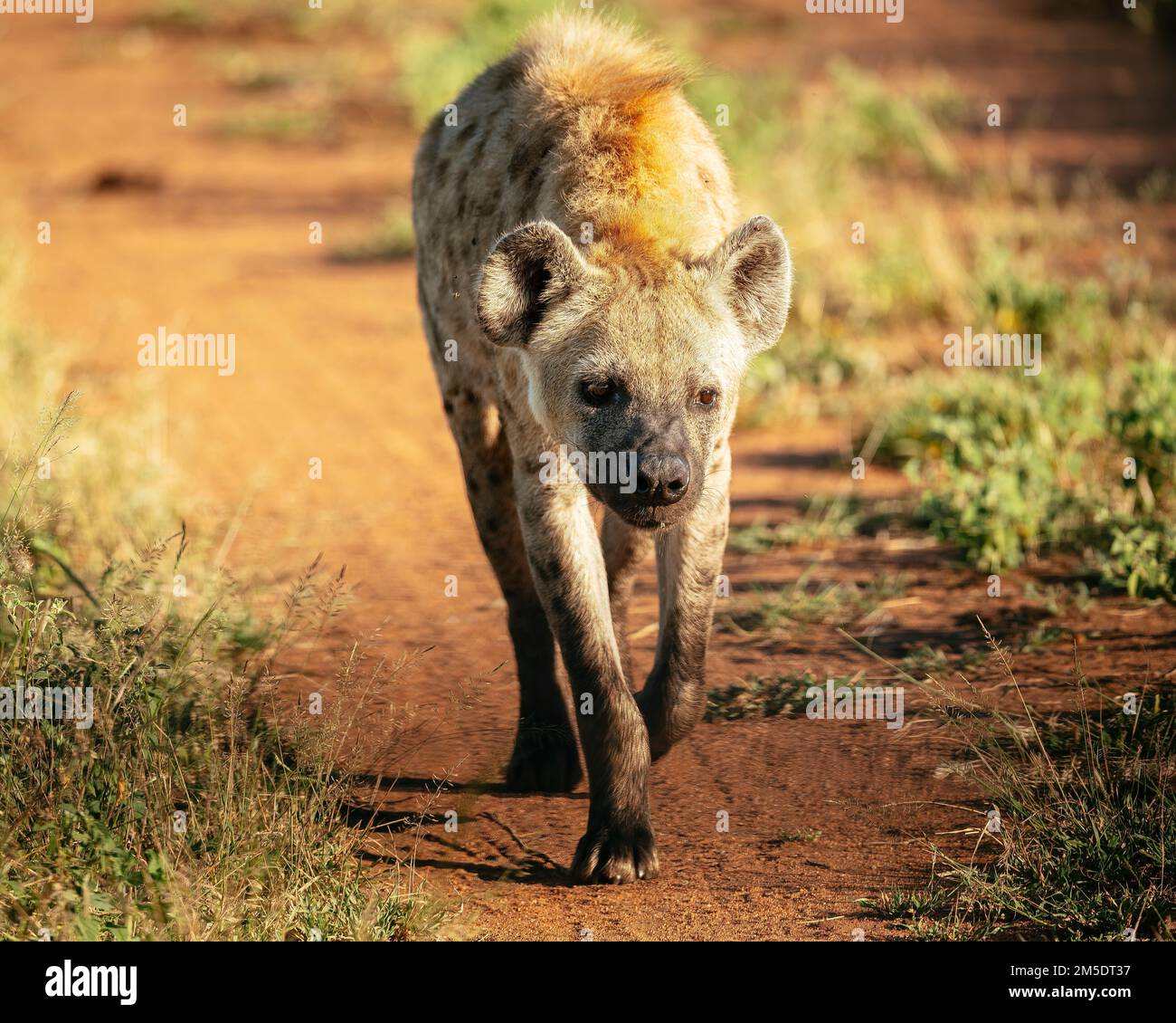 Hyena, Riserva Naturale privata di Timbavati, Parco Nazionale di Kruger, Sudafrica Foto Stock