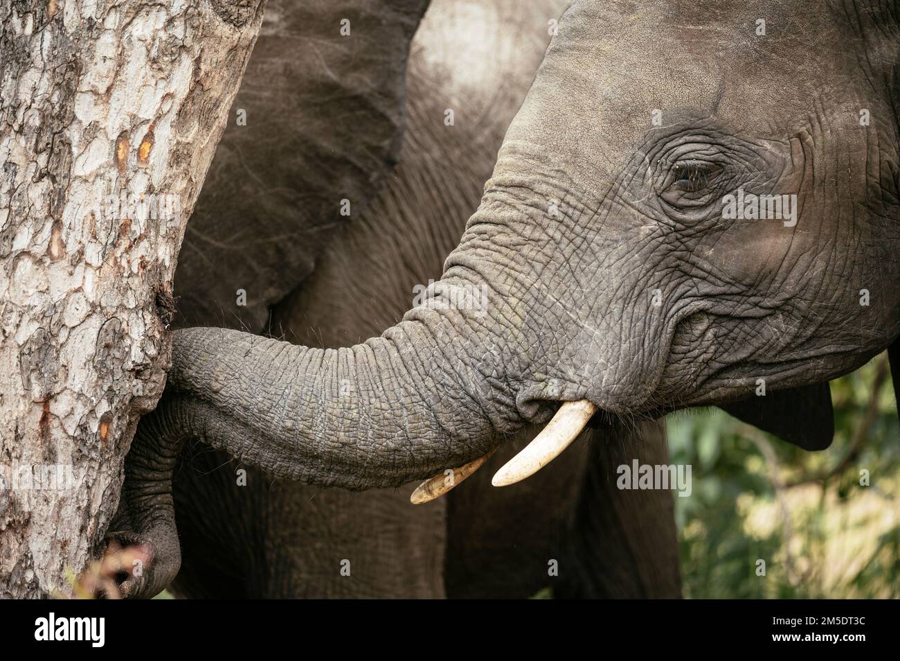 African Elephant, Timbavati Riserva Naturale privata, Parco Nazionale Kruger, Sud Africa Foto Stock
