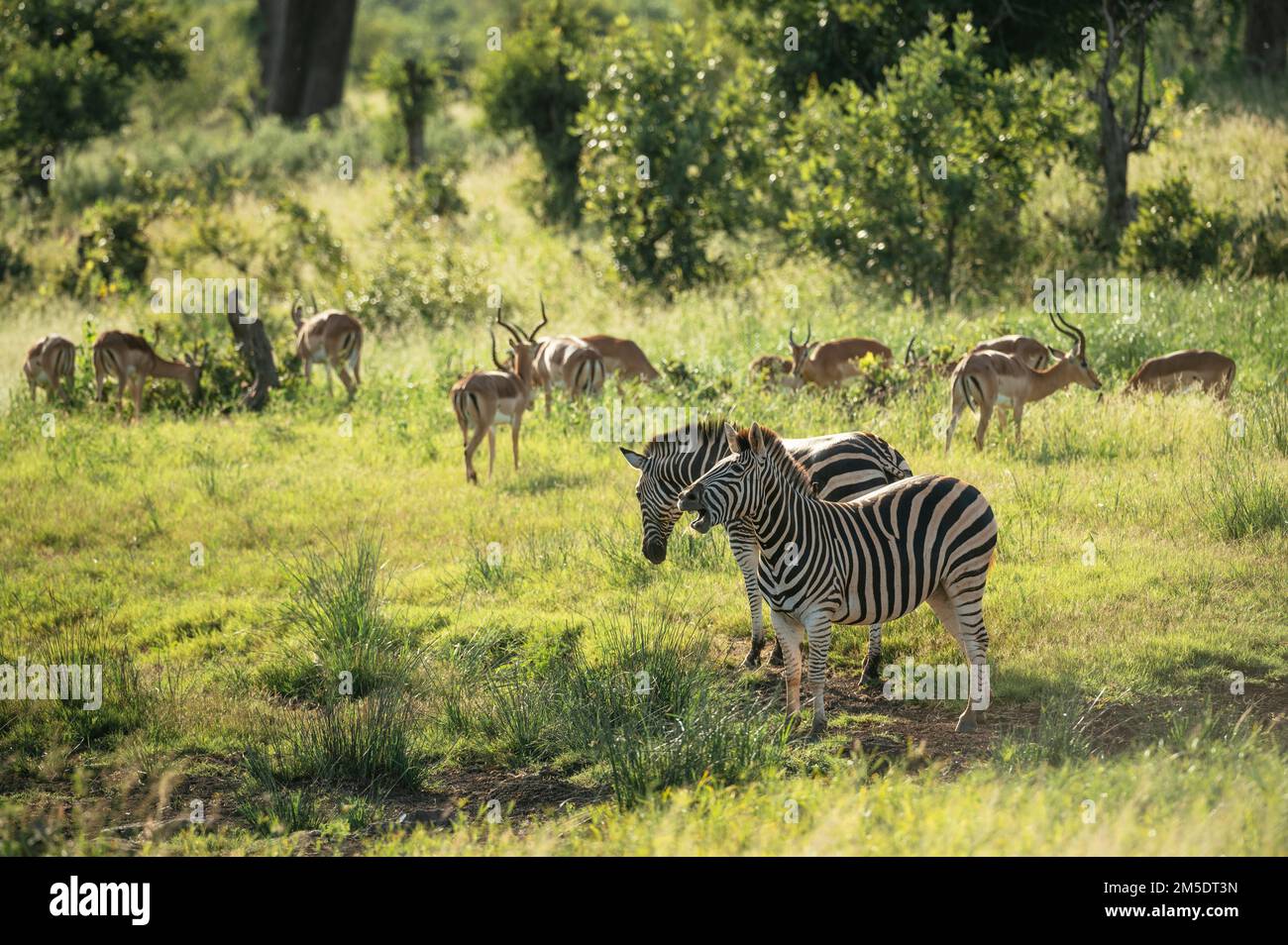Zebre e Impalas, Kruger National Park, Sudafrica Foto Stock