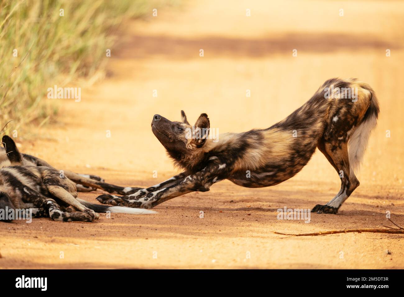 African Wild Dog (lupo dipinto), Timbavati Riserva Naturale privata, Parco Nazionale Kruger, Sud Africa Foto Stock